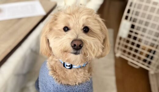 個別レッスン　むぎくん