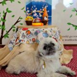 幼稚園生　ぽんちゃん