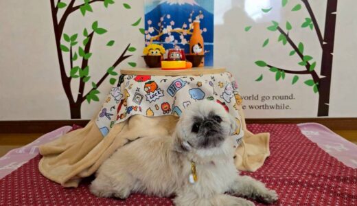 幼稚園生　ぽんちゃん