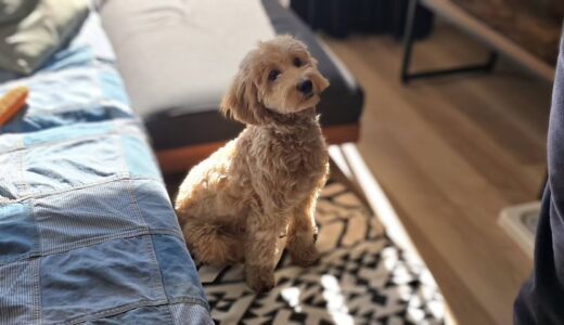 個別レッスン　ぽんたくん