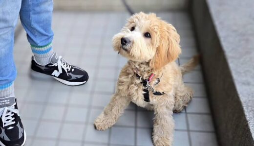 個別レッスン　ぽんたくん