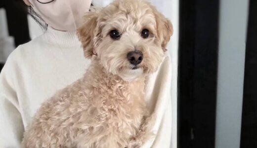 テンくん　カウンセリング