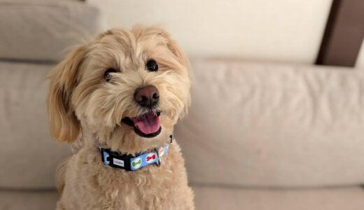 個別レッスン　むぎくん