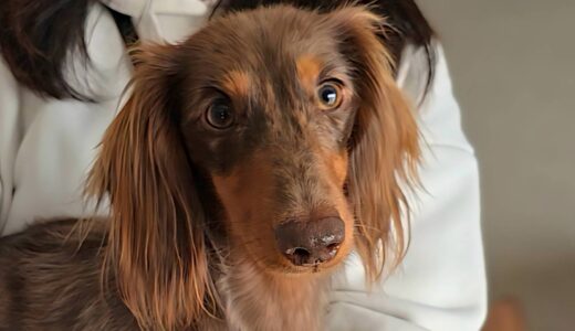 アルくん　カウンセリング