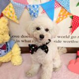 幼稚園生　クッキーくん