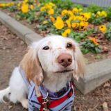 幼稚園生　幸芽ちゃん