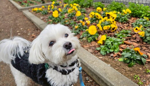 幼稚園生　マルちゃん