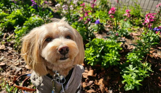 幼稚園生　トイくん