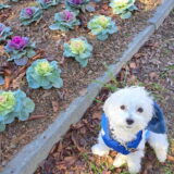 幼稚園生　ルイくん