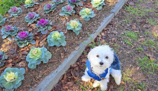 幼稚園生　ルイくん