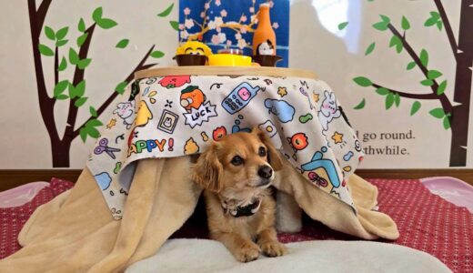 幼稚園生　ジェニファーちゃん2days