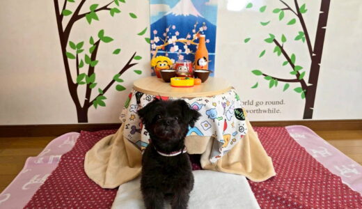 幼稚園生　ヒナちゃん