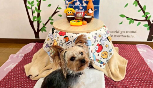 幼稚園生　ルークくん