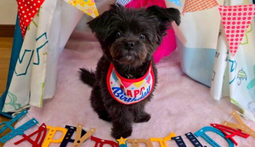 幼稚園生　ヒナちゃん