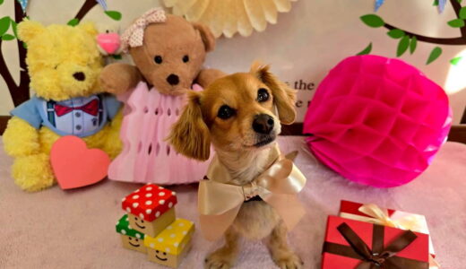 幼稚園生　ジェニファーちゃん