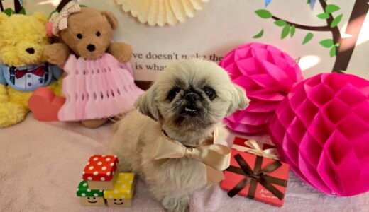 幼稚園生　ぽんちゃん