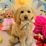 幼稚園生　トイくん