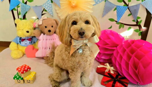 幼稚園生　トイくん