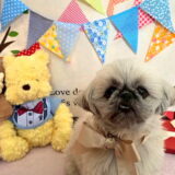 幼稚園生　ぽんちゃん