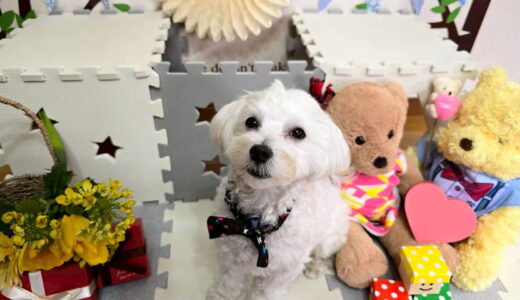 幼稚園生　ルイくん