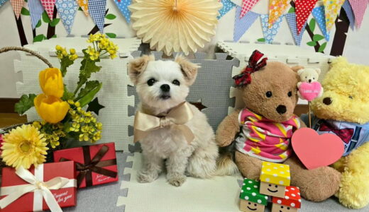 幼稚園生　リーナベルちゃん