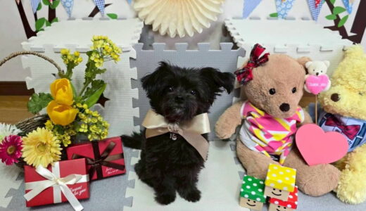 幼稚園生　ヒナちゃん