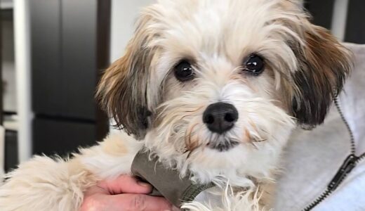 パールくん　カウンセリング