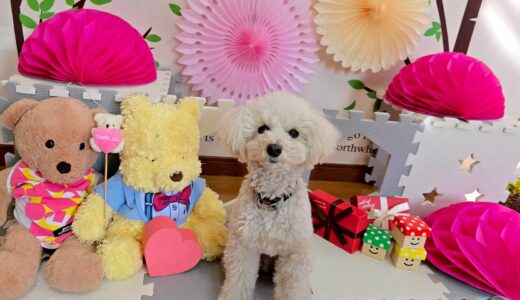 幼稚園生　クッキーくん