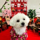 幼稚園生　マルちゃん