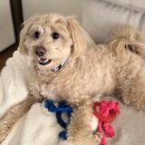 個別レッスン　むぎくん