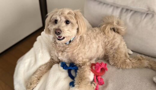 個別レッスン　むぎくん