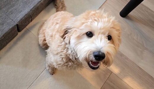 個別レッスン　ぽんたくん