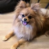 らんちゃん　カウンセリング