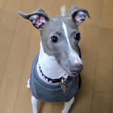 個別レッスン　フィンくん