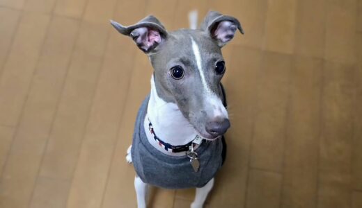 個別レッスン　フィンくん