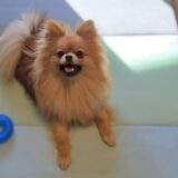 個別レッスン　らんちゃん