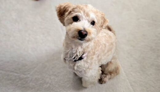 個別レッスン　テンくん