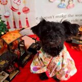 幼稚園生　ヒナちゃん