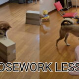 ノーズワークレッスン　次回3/22(日)開催