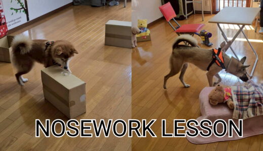 ノーズワークレッスン　次回3/22(日)開催