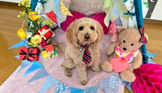 幼稚園生　トイくん