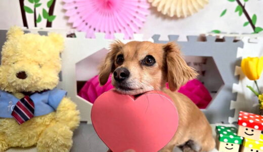 幼稚園生 ジェニファーちゃん 3days