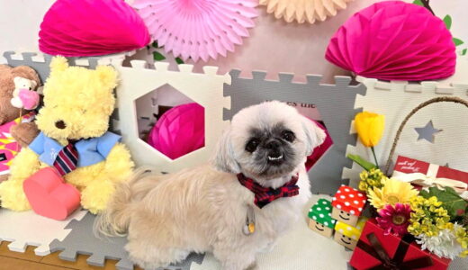 幼稚園生　ぽんちゃん