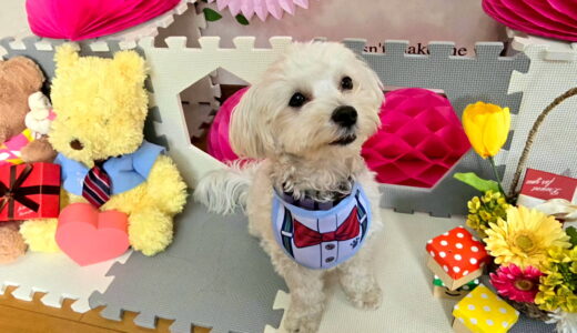 幼稚園生　ルイくん