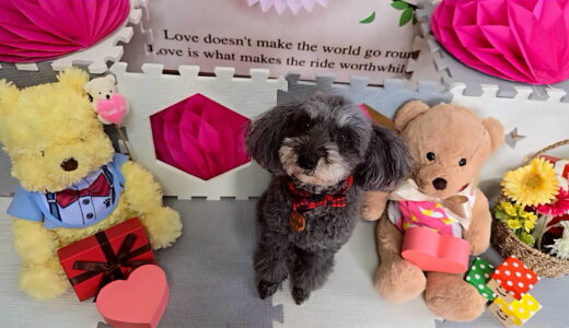 幼稚園生　菜那ちゃん