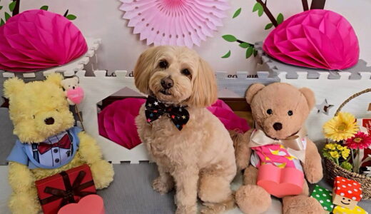 幼稚園生　トイくん