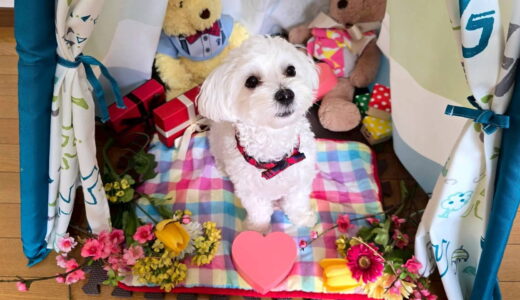 幼稚園生　ルイくん