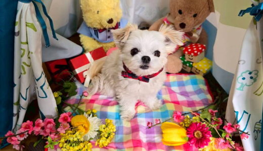 幼稚園生　リーナベルちゃん