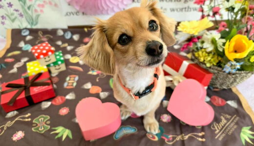 幼稚園生　ジェニファーちゃん3days