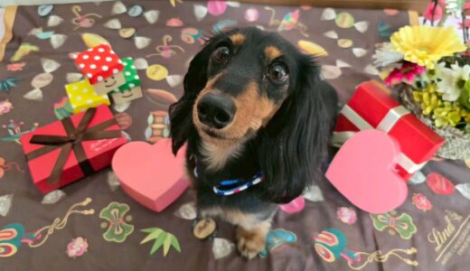 幼稚園生　ノアくん